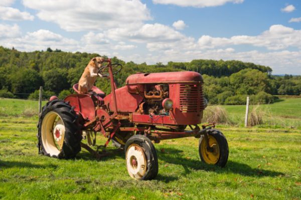 vintage construction equipment, tractors, classic trucks